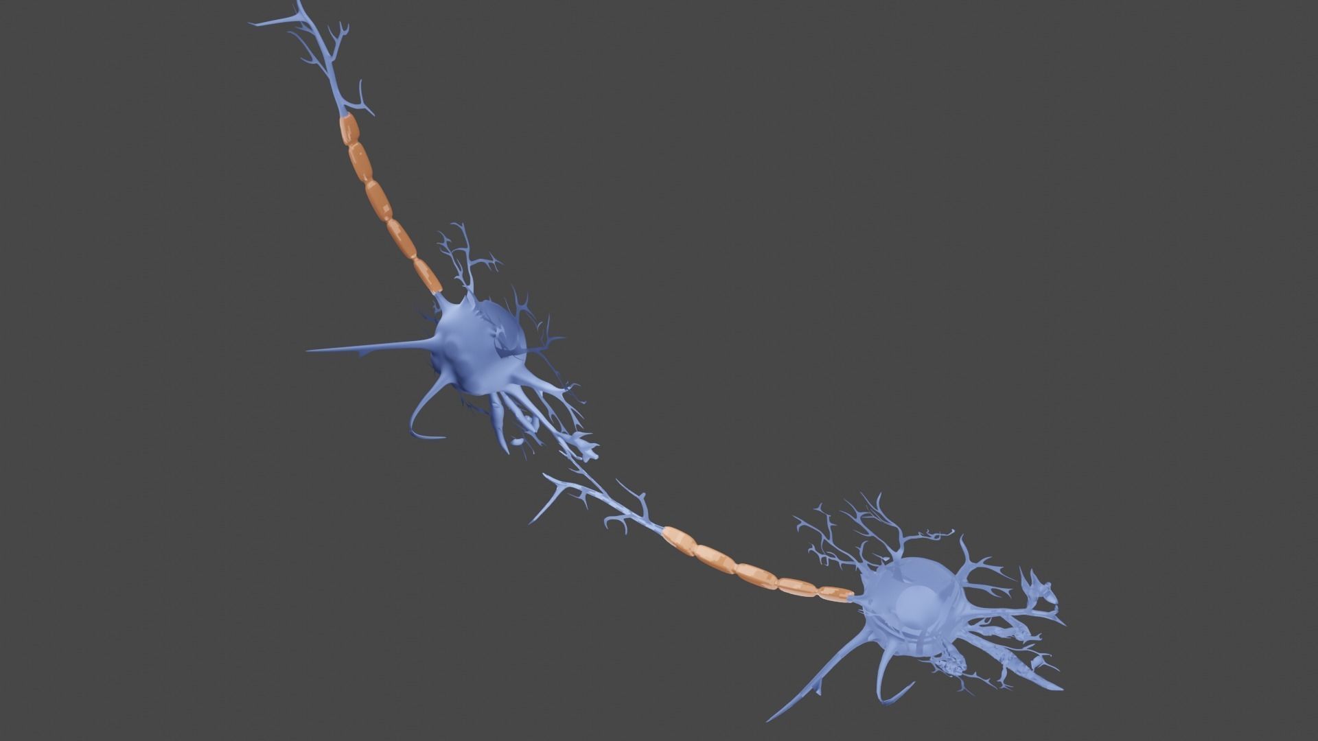 Neurons 3D model_5