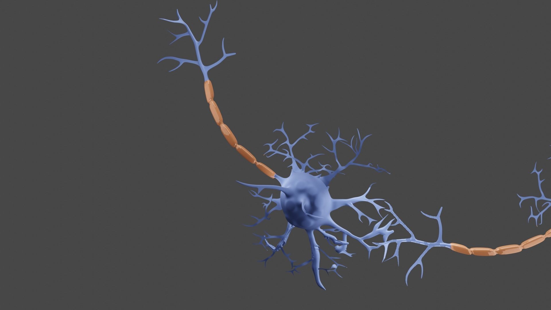 Neurons 3D model_4