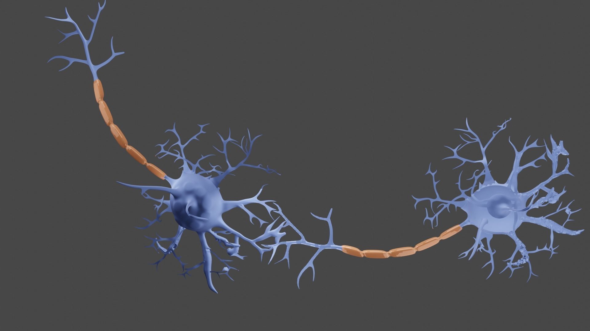 Neurons 3D model_1