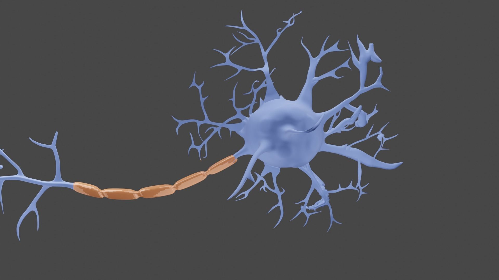 Neurons 3D model_2