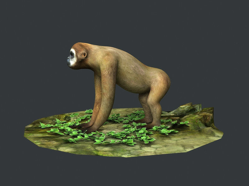 Gibbons apes omnivores apes mammals 3D model_2