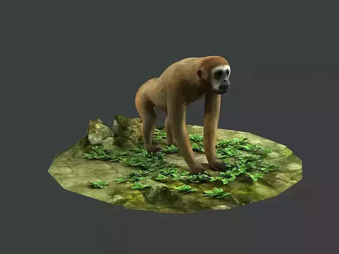 Gibbons apes omnivores apes mammals