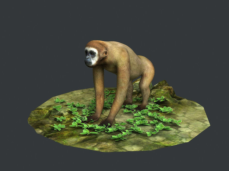 Gibbons apes omnivores apes mammals 3D model_1