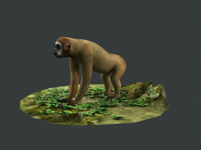 Gibbons apes omnivores apes mammals 3D model_3