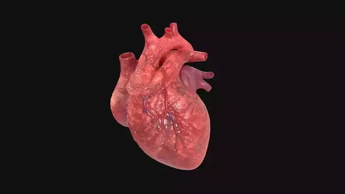 Heart lowpoly realistic  Low-poly 3D model