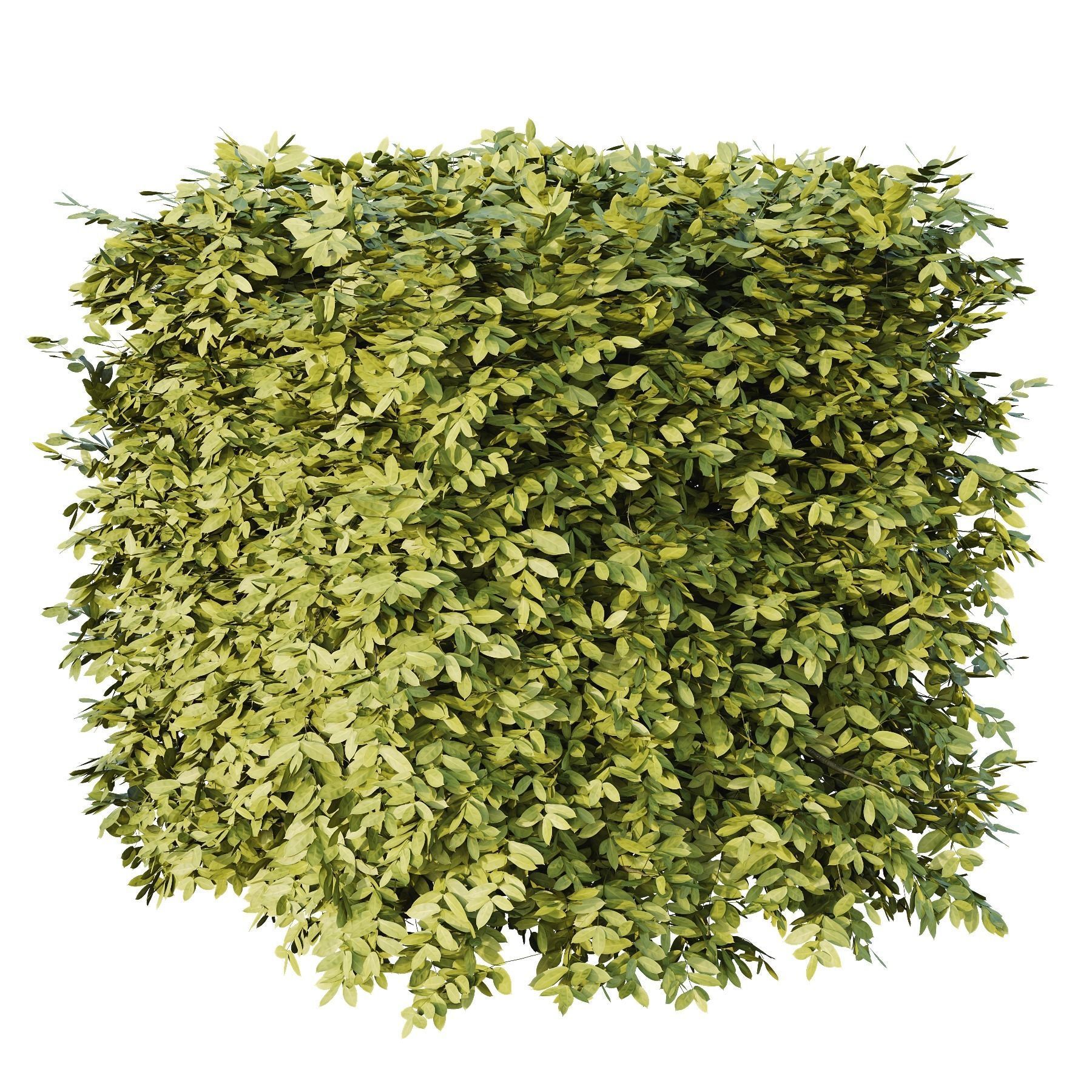 Dwarf Burning Bush Box Sphere 3D model_2