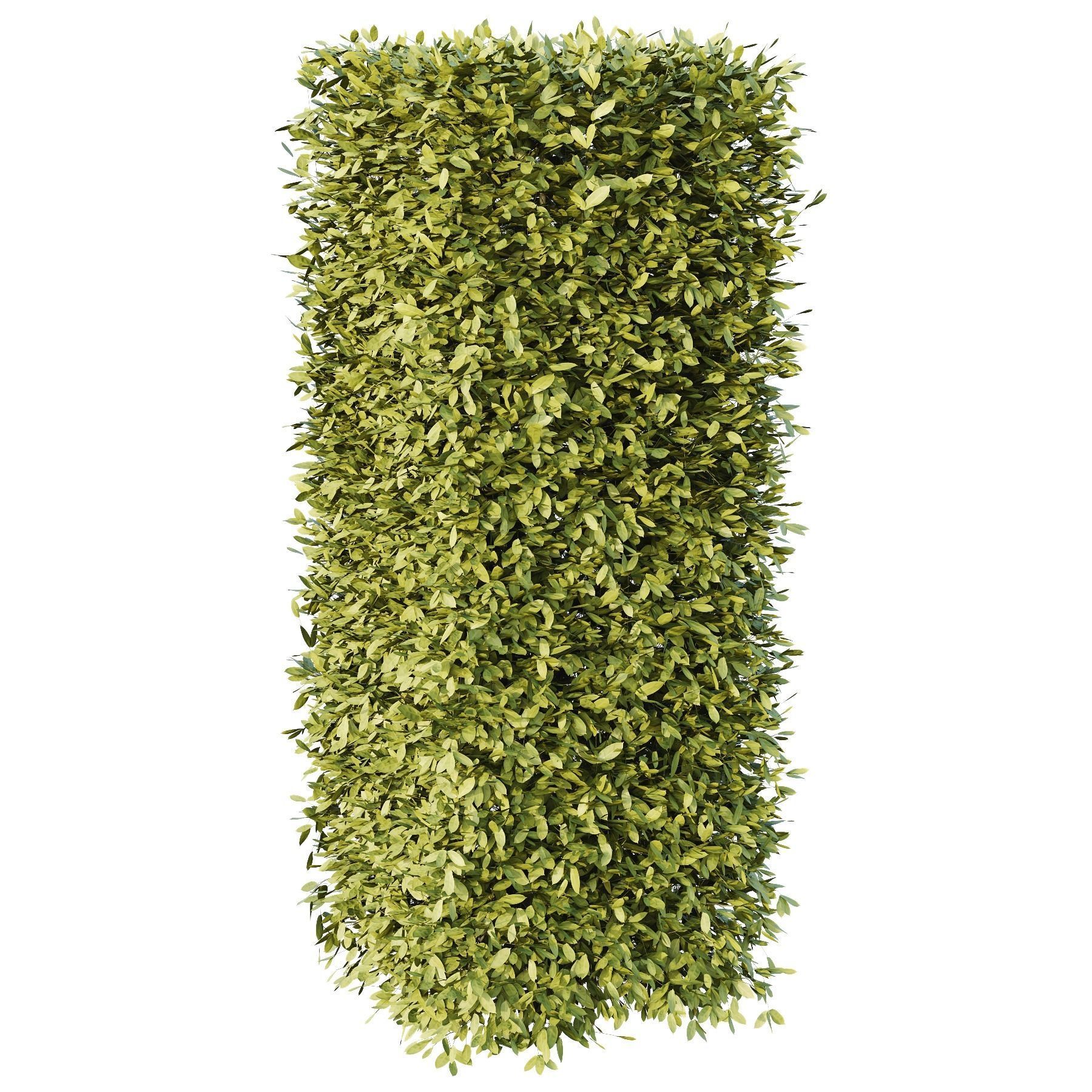 Dwarf Burning Bush Box Sphere 3D model_3