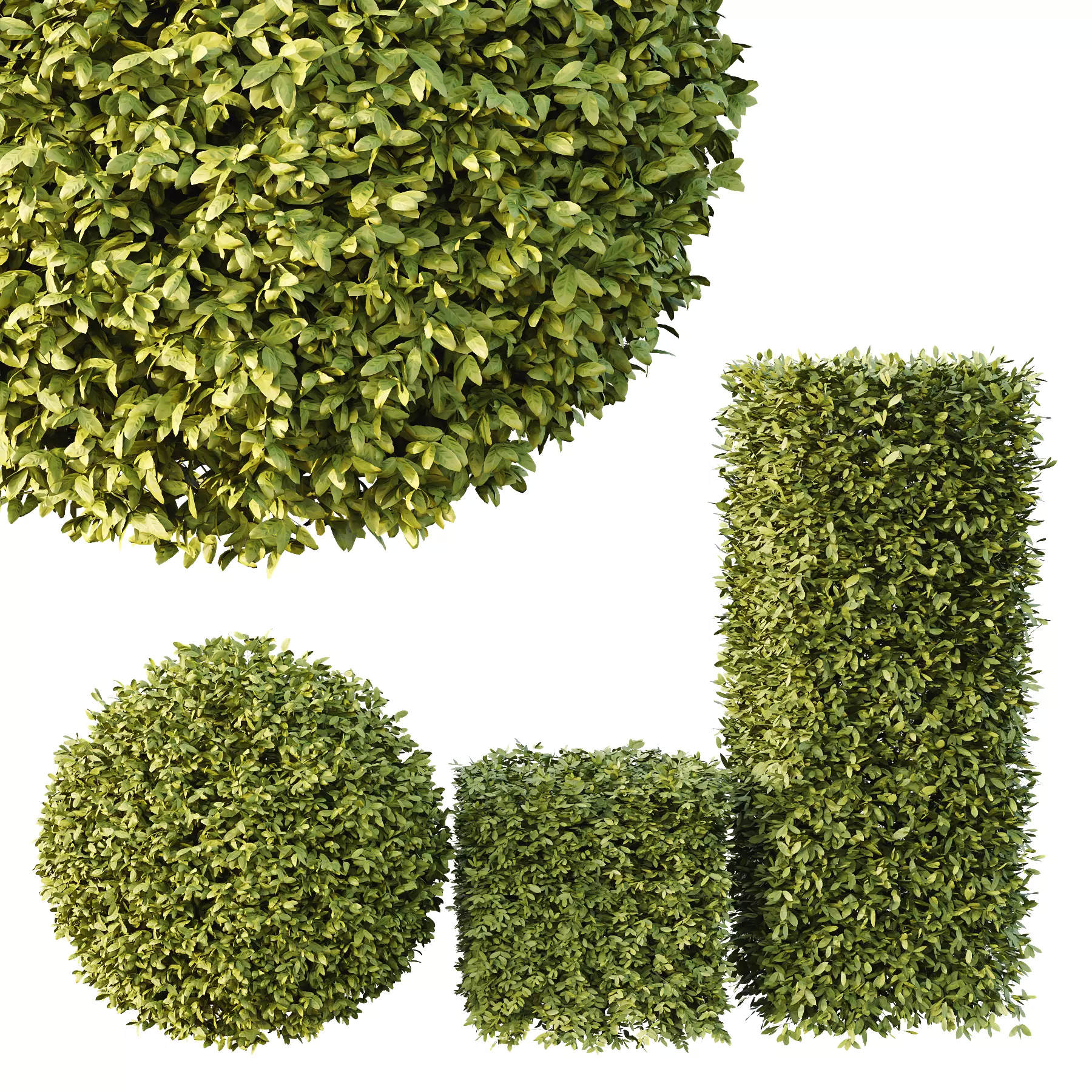 Dwarf Burning Bush Box Sphere 3D model_0