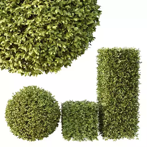 Dwarf Burning Bush Box Sphere 3D model Dwarf Burning Bush Box Sphere 3D model