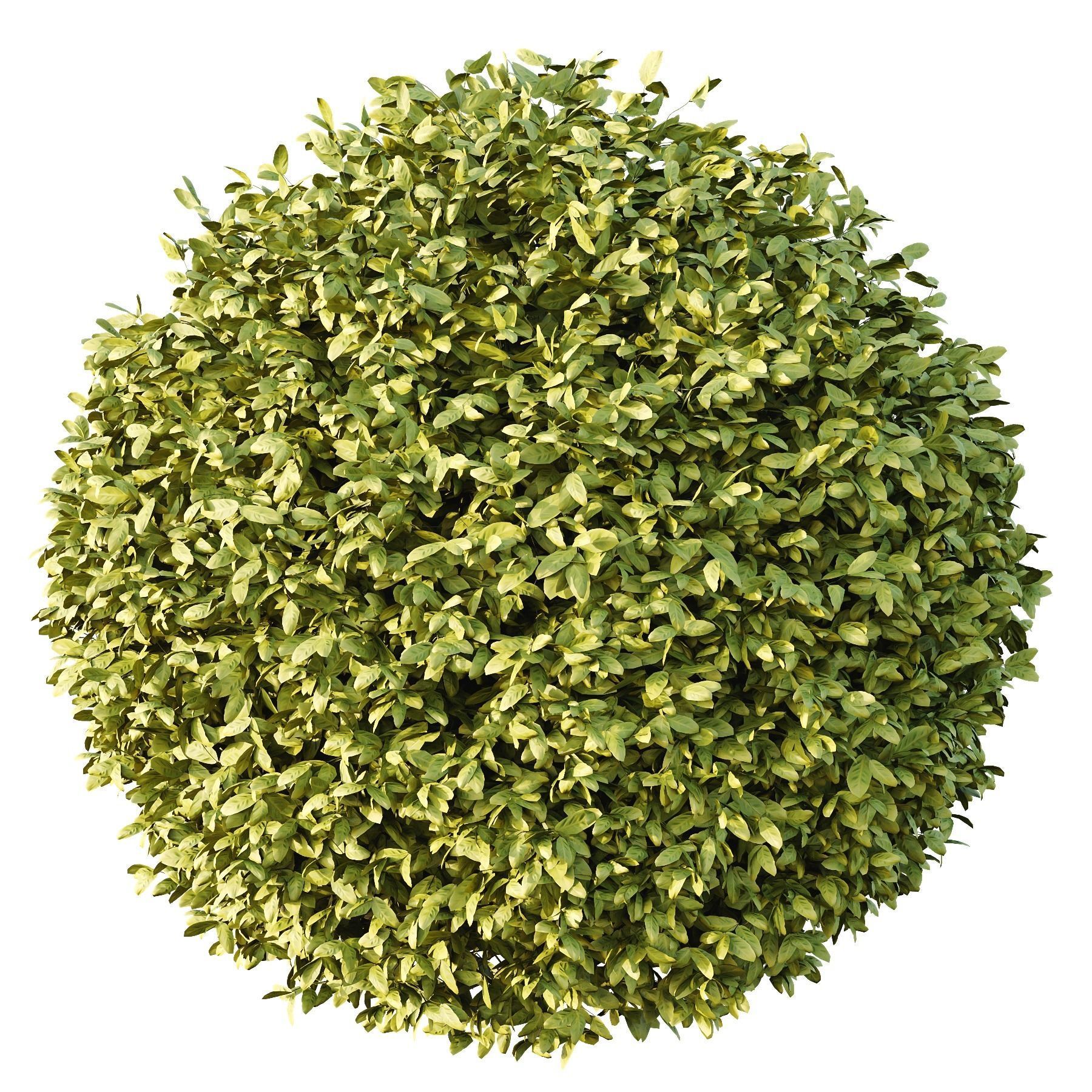 Dwarf Burning Bush Box Sphere 3D model_1