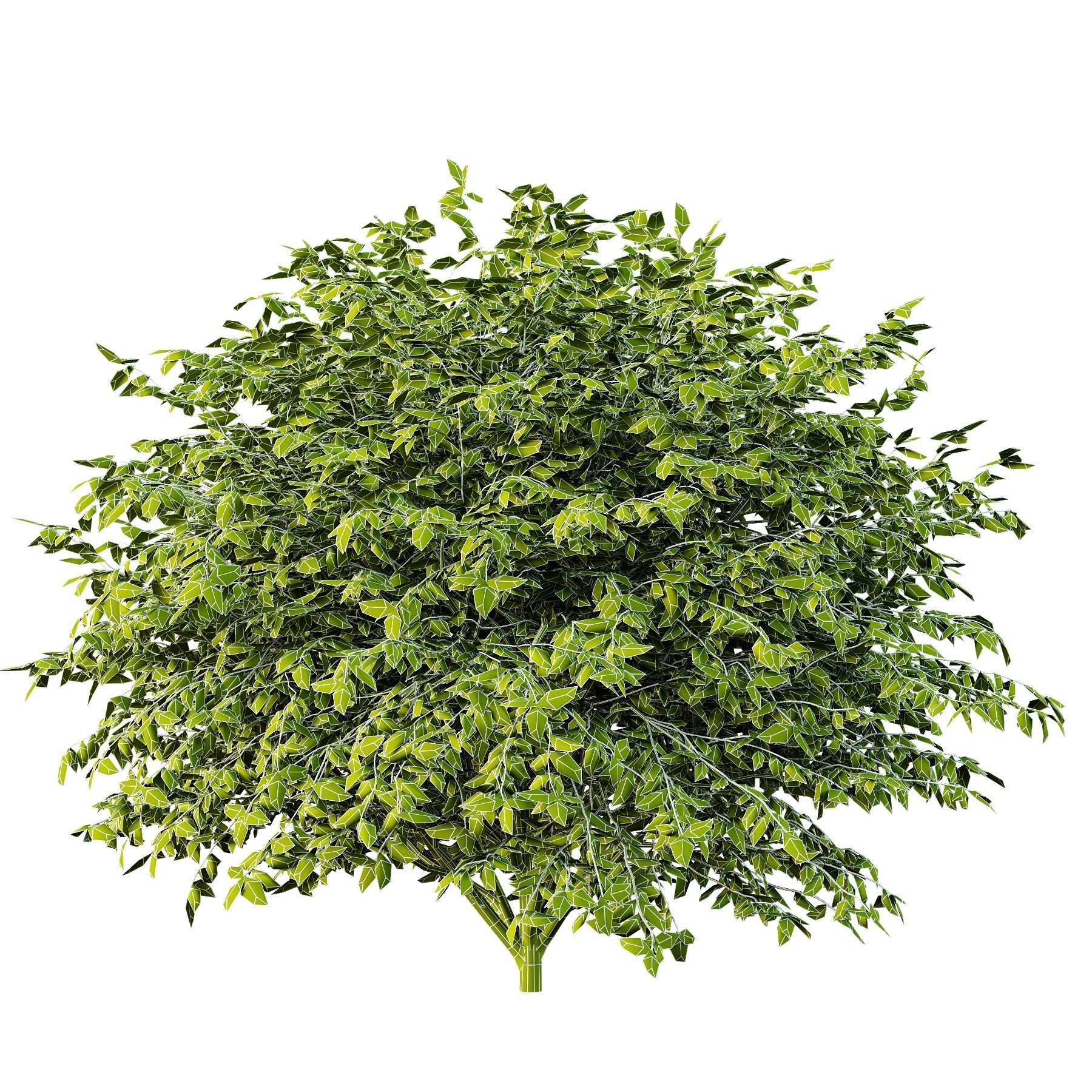 Dwarf Burning Bush01 3D model_3