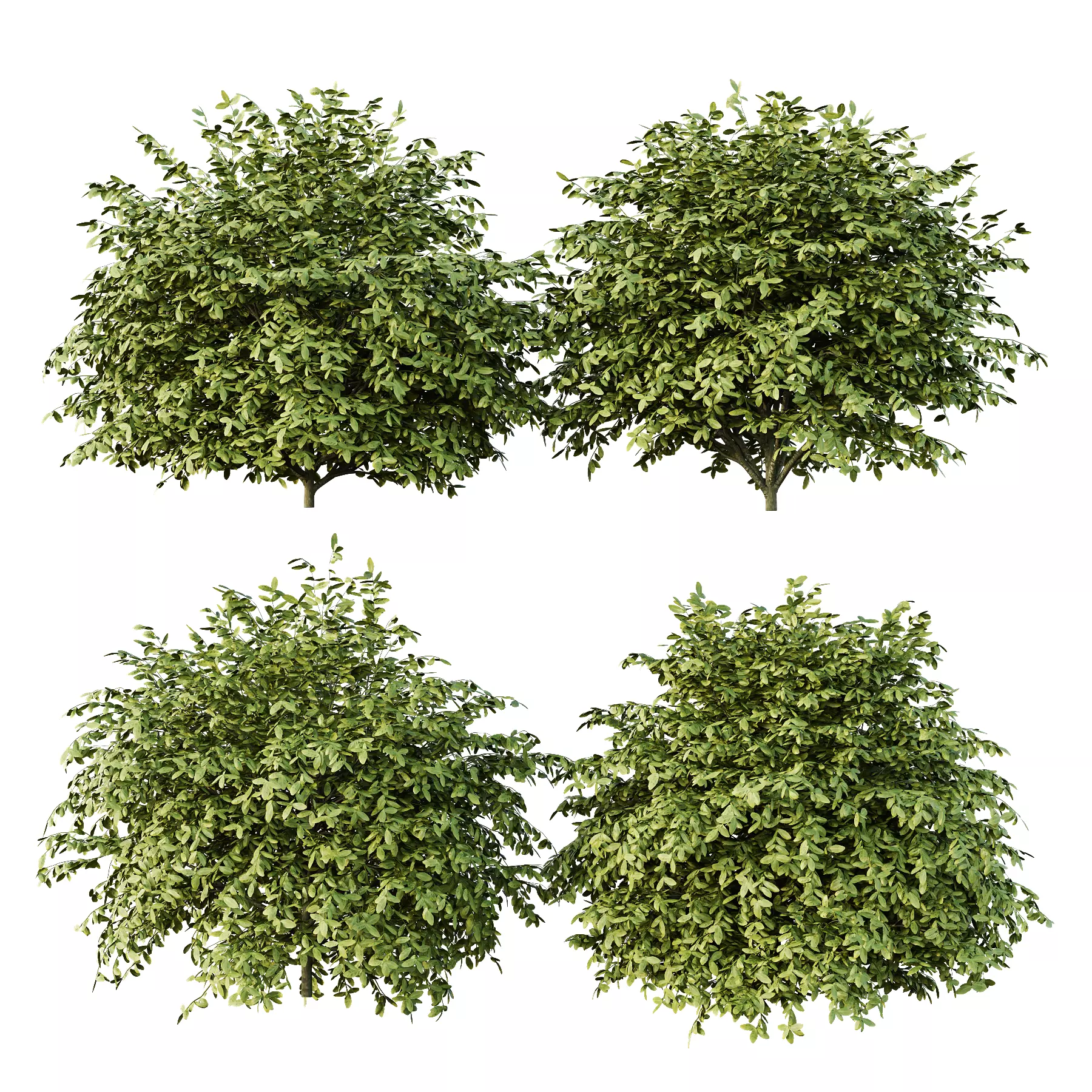 Dwarf Burning Bush01 3D model_0