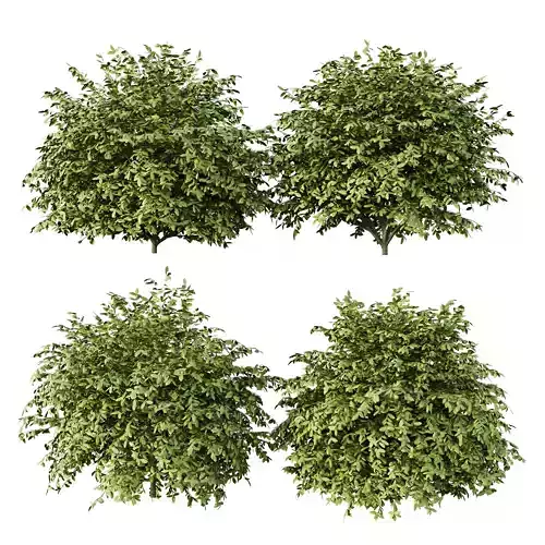 Dwarf Burning Bush01 3D model