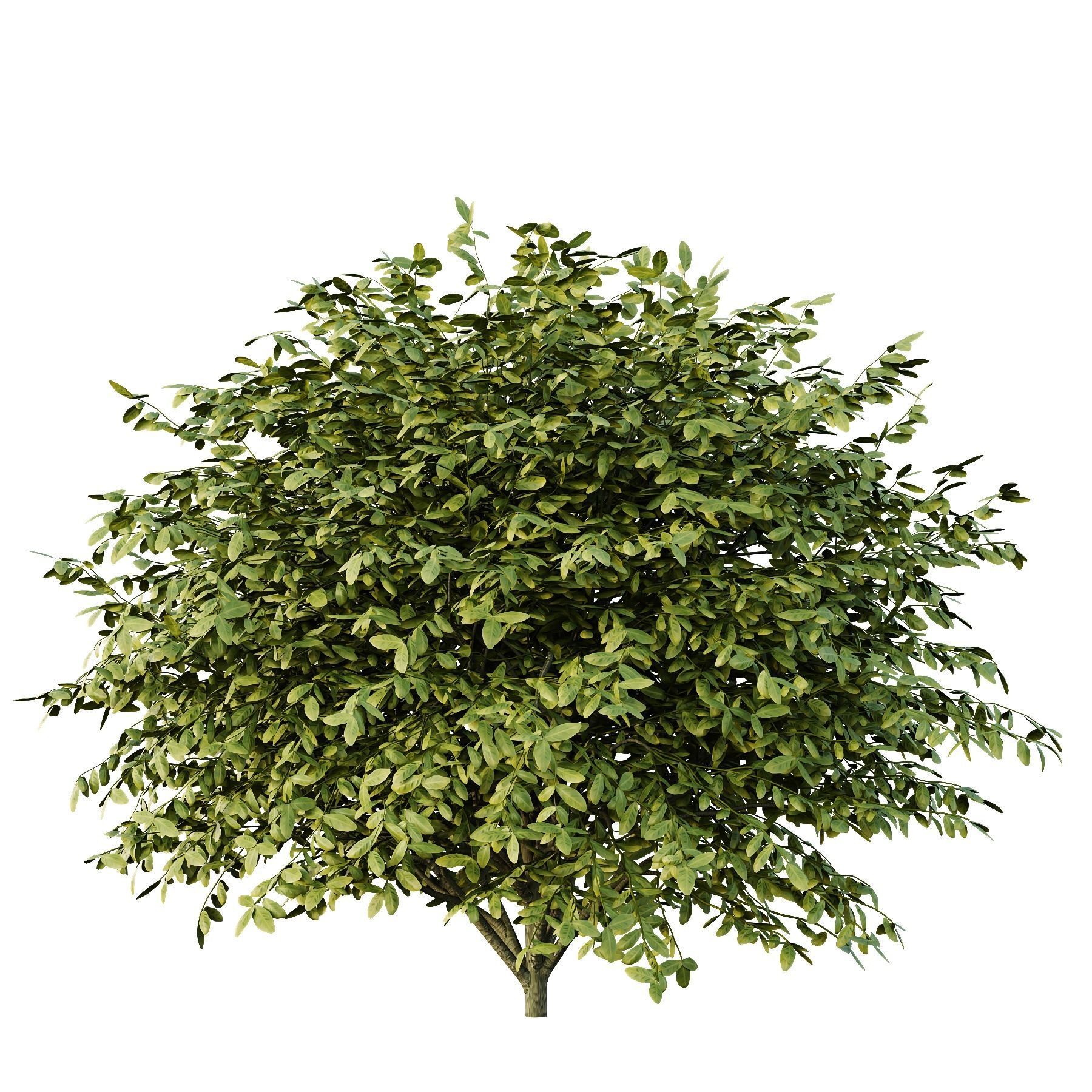 Dwarf Burning Bush01 3D model_2