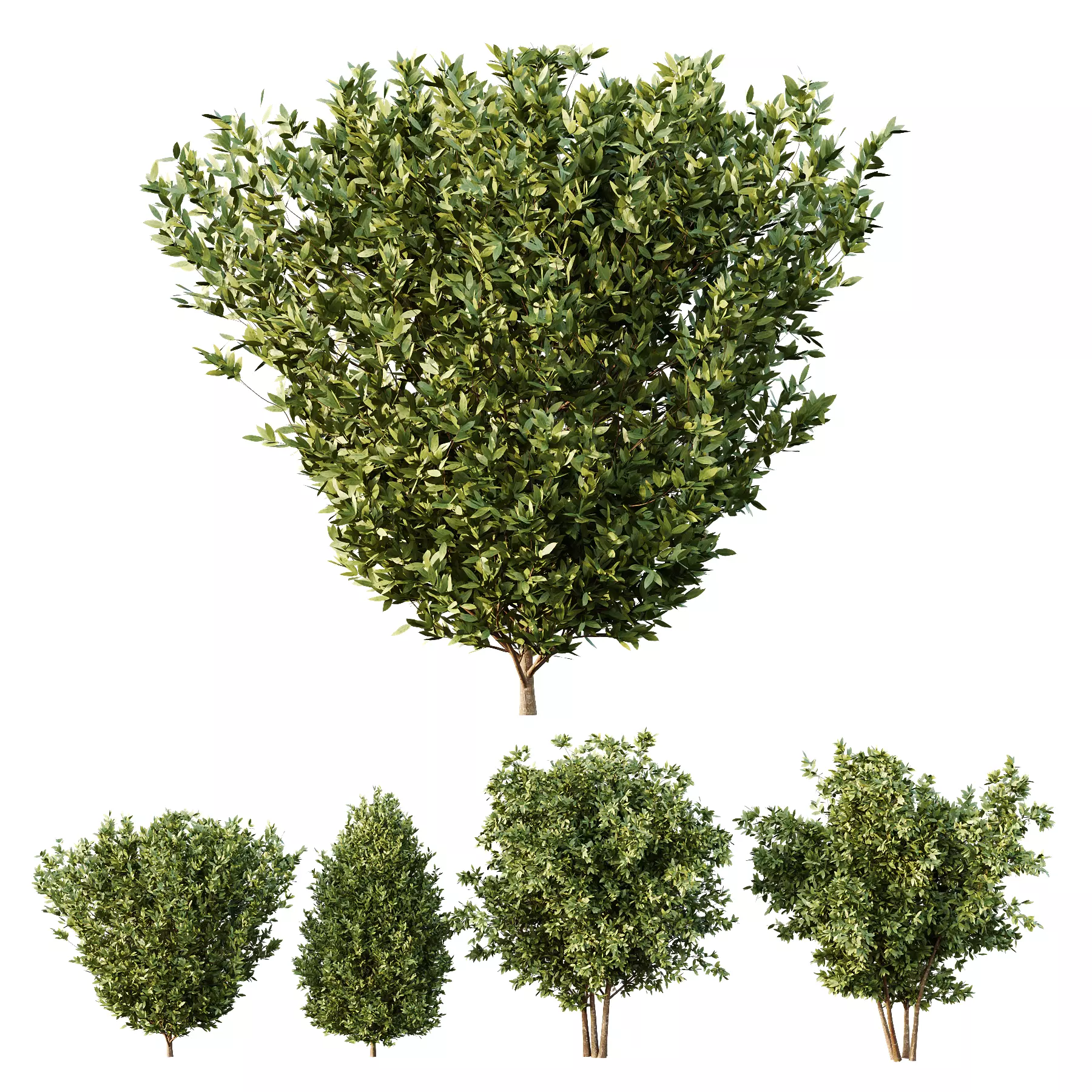 Dwarf Burning Bush02 3D model_0