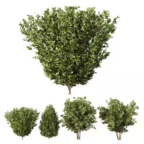 Dwarf Burning Bush02 3D model