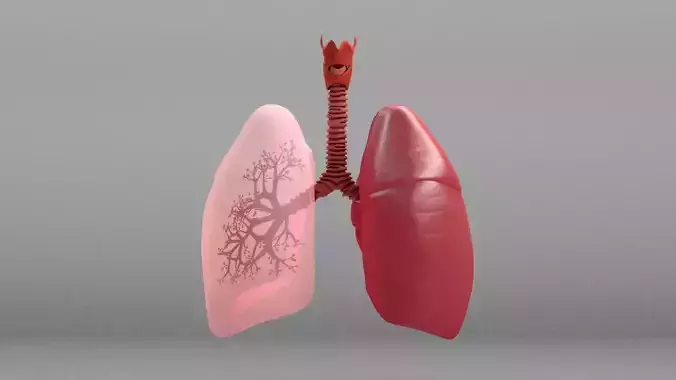 Respiratory System - Human Lungs  3D model