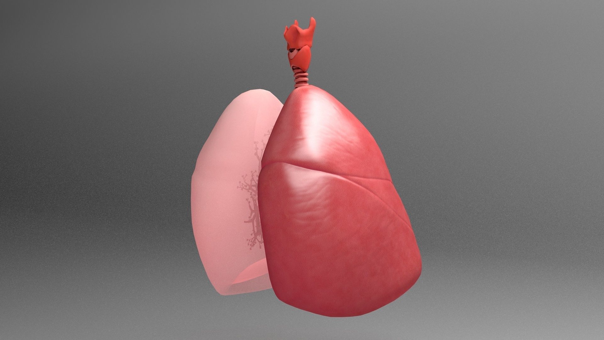 Respiratory System - Human Lungs 3D model | CGTrader