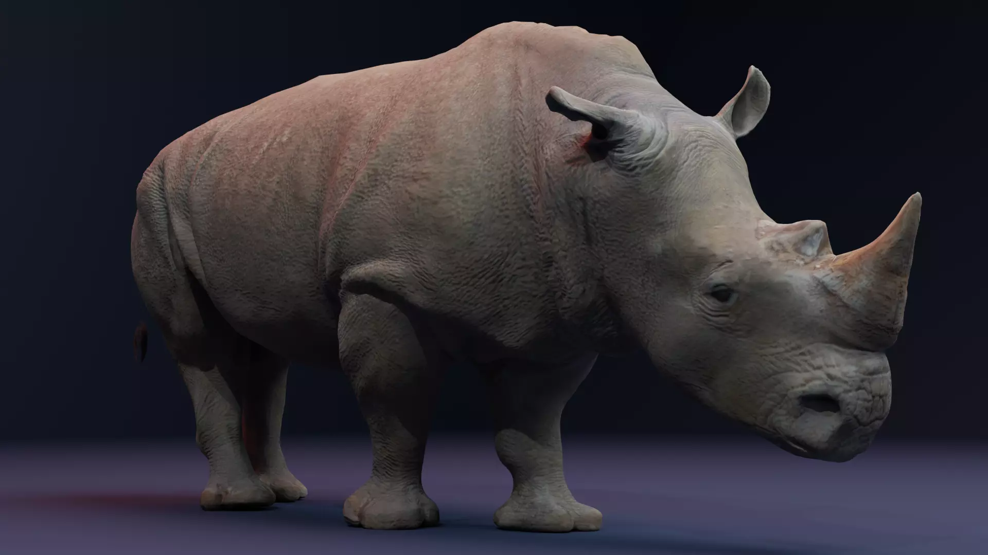 Rhino 3D Animation Model 3D model