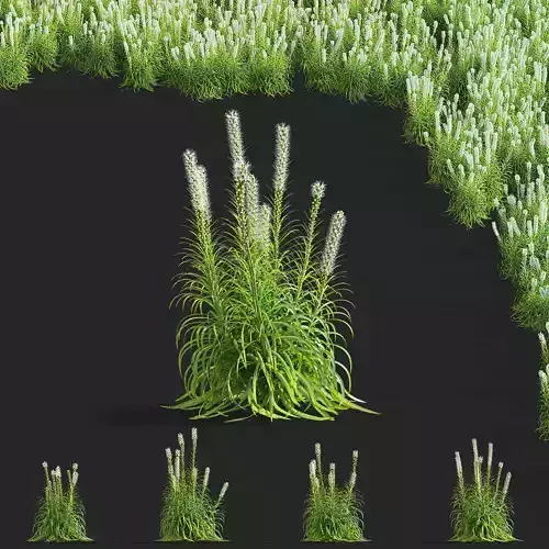  Liatris spicata alba 3D model