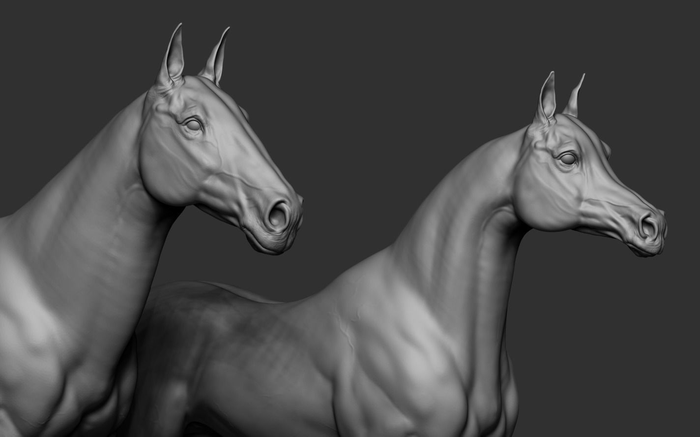 Three Horse Breeds 3D print model_8