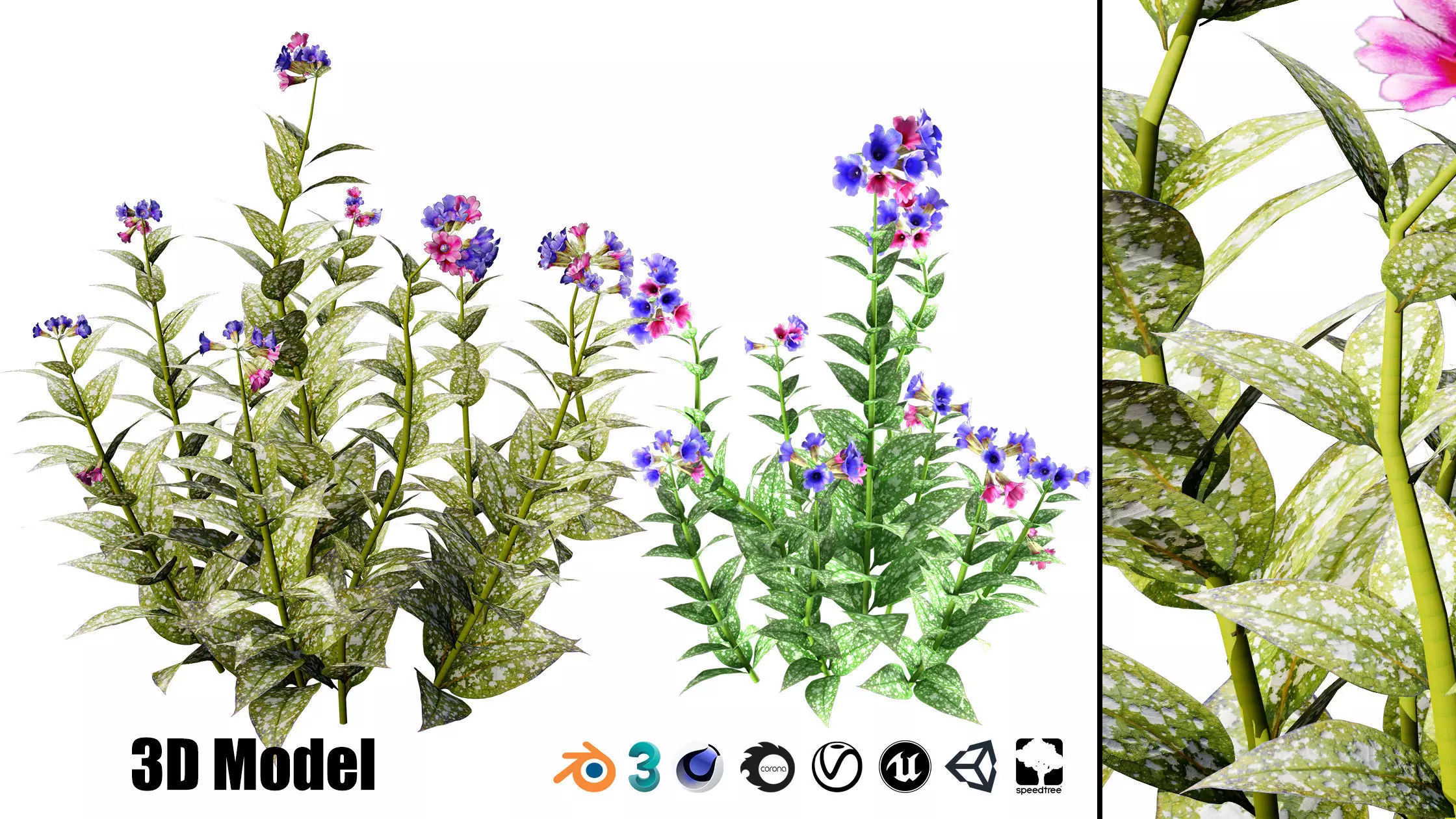 Spotted lungwort flowering plants Low-poly 3D model