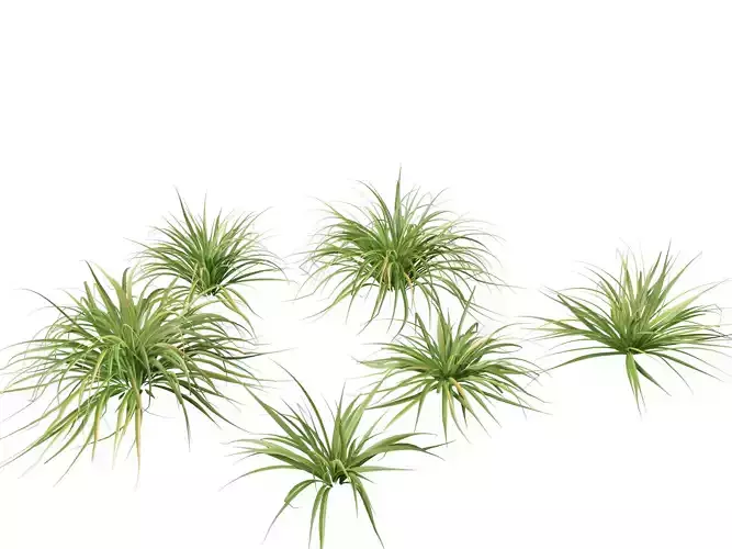Astelia banksii - Coastal astelia  3D model