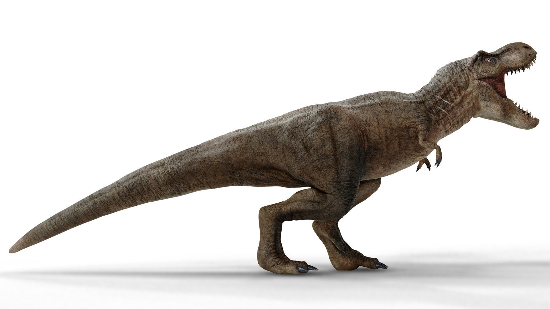 Tyrannosaurus 3D model_1