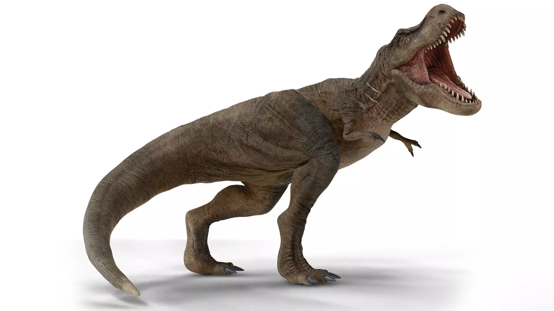 Tyrannosaurus 3D model_0
