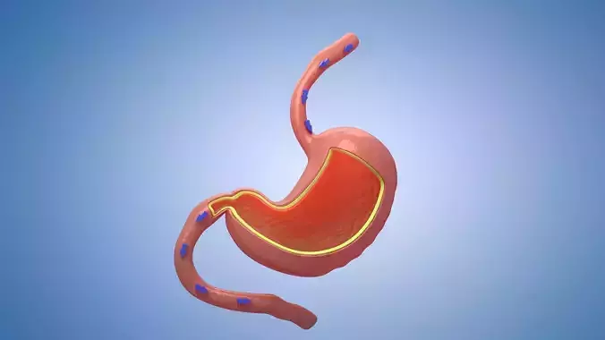 Stomach cross sectional anatomy Human Section