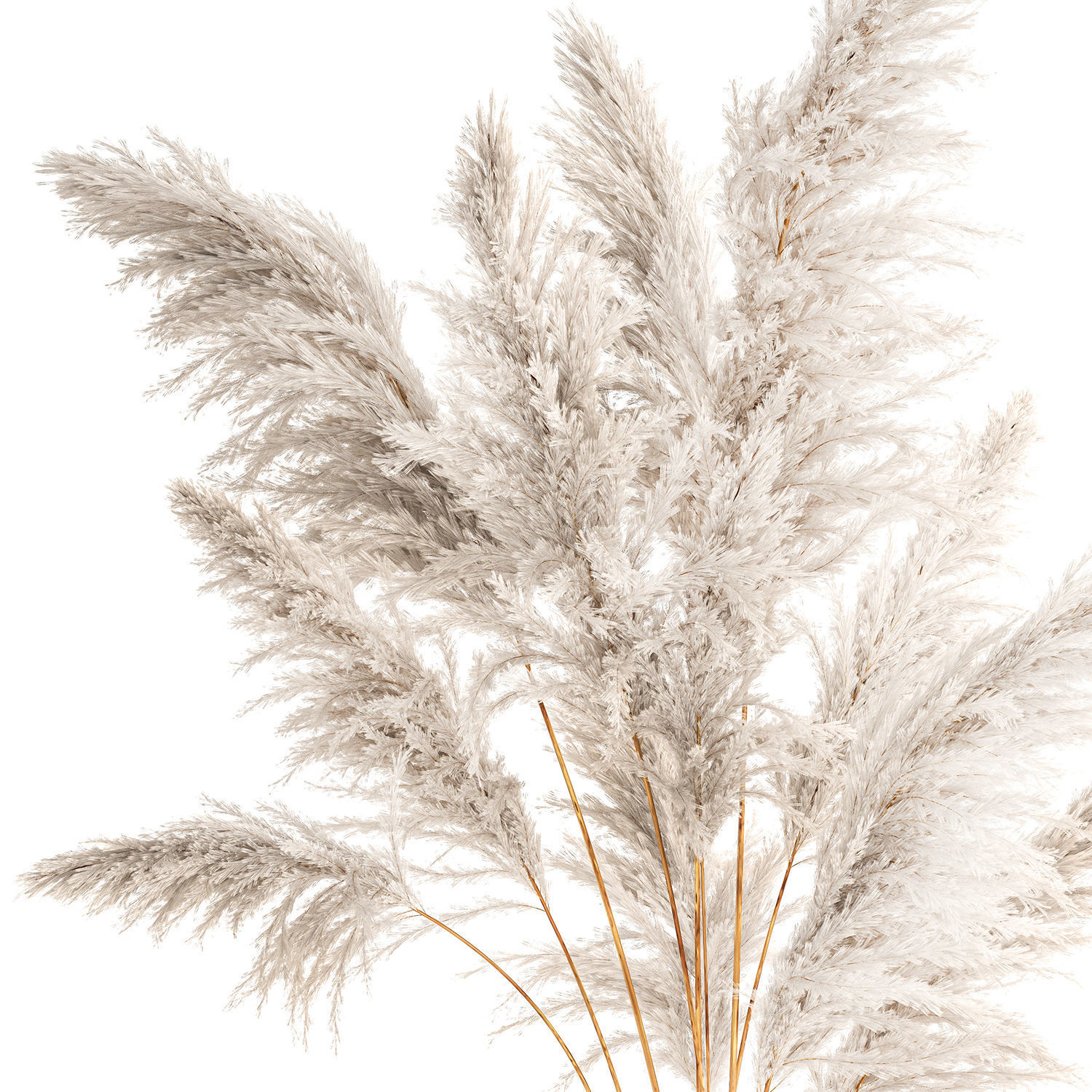 Lush bouquet of dry pampas branches in a vase 317 3D model_7