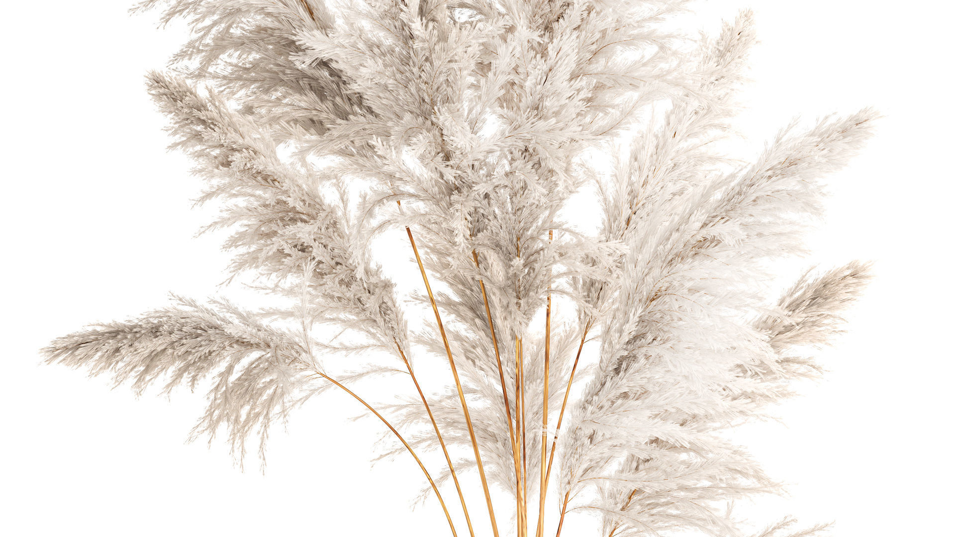 Lush bouquet of dry pampas branches in a vase 317 3D model_3