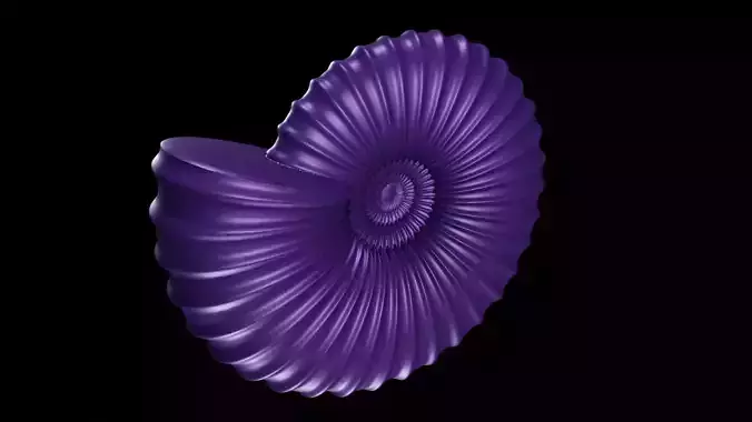 Discocone Shell Ribbing Pattern 2