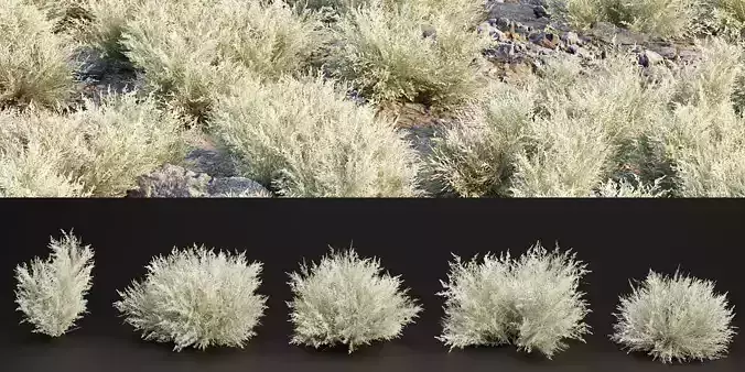 Low Poly Desert Cotton Grass collection vol 212-Blender