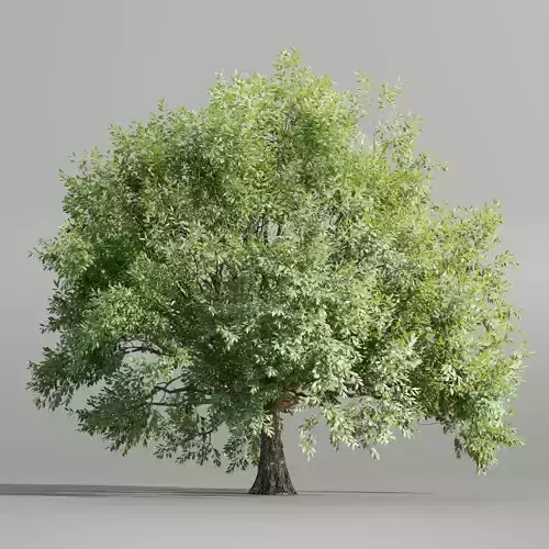 Tree vol 214-Blender