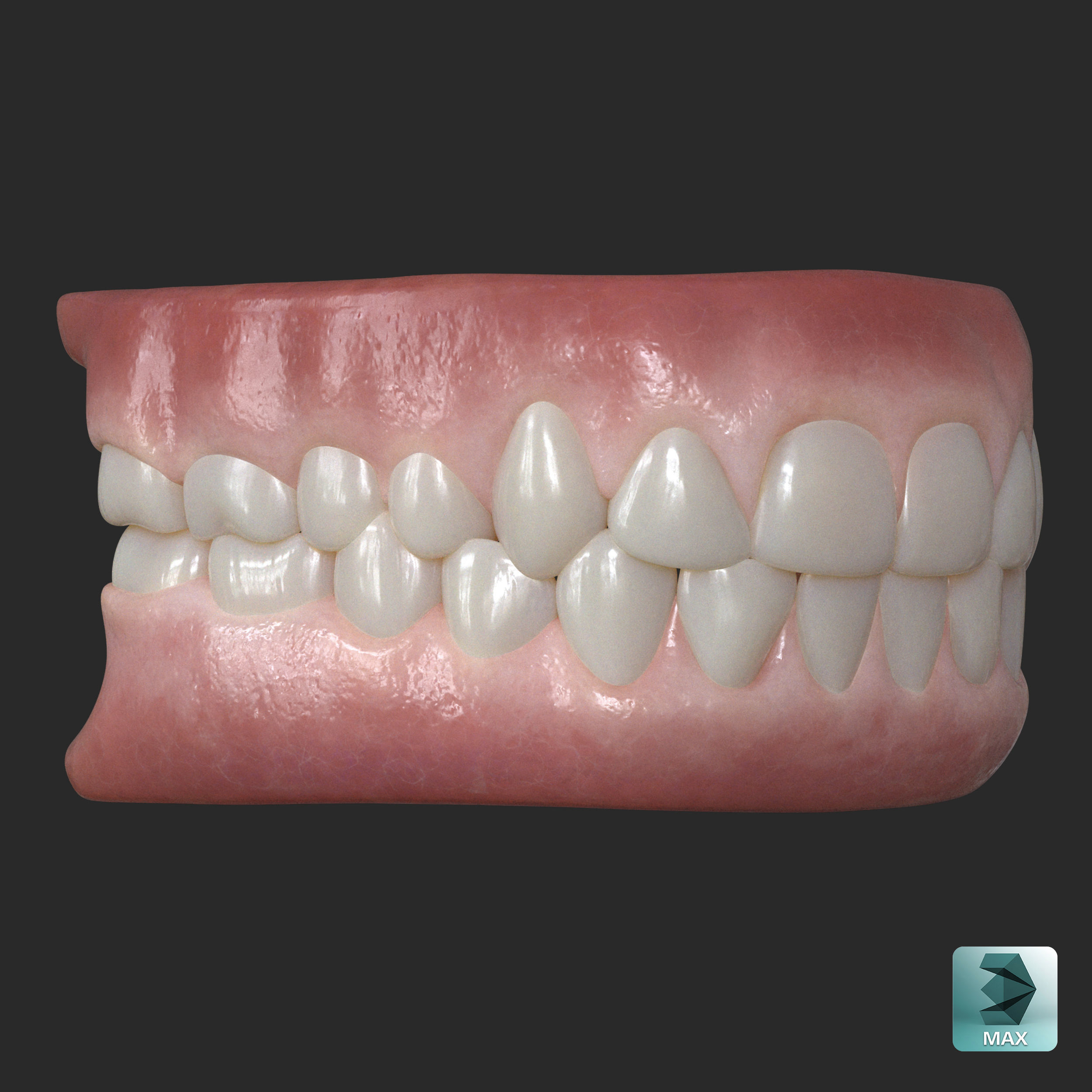 Human Gum and Teeth Low-poly 3D model_2