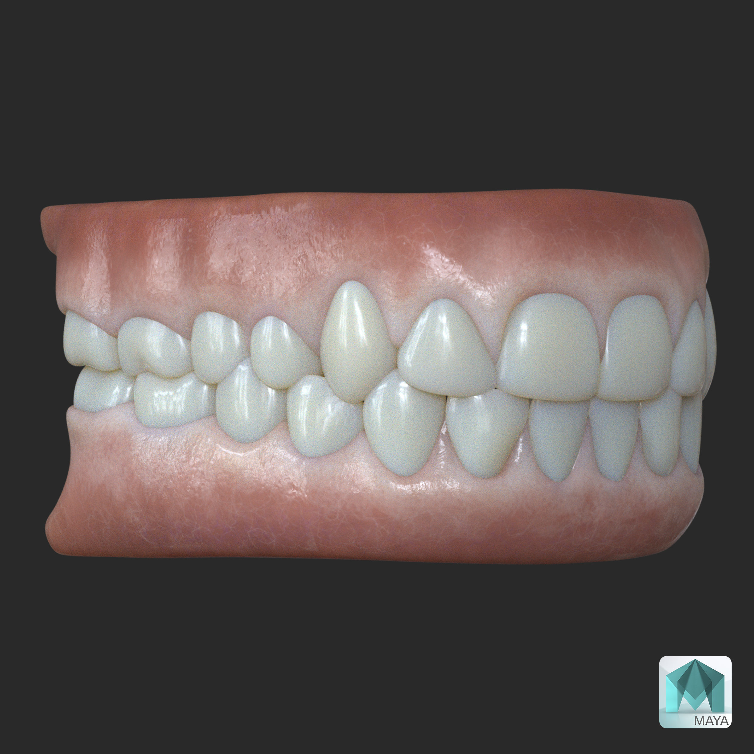 Human Gum and Teeth Low-poly 3D model_6