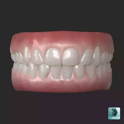 Human Gum and Teeth Low-poly 3D model
