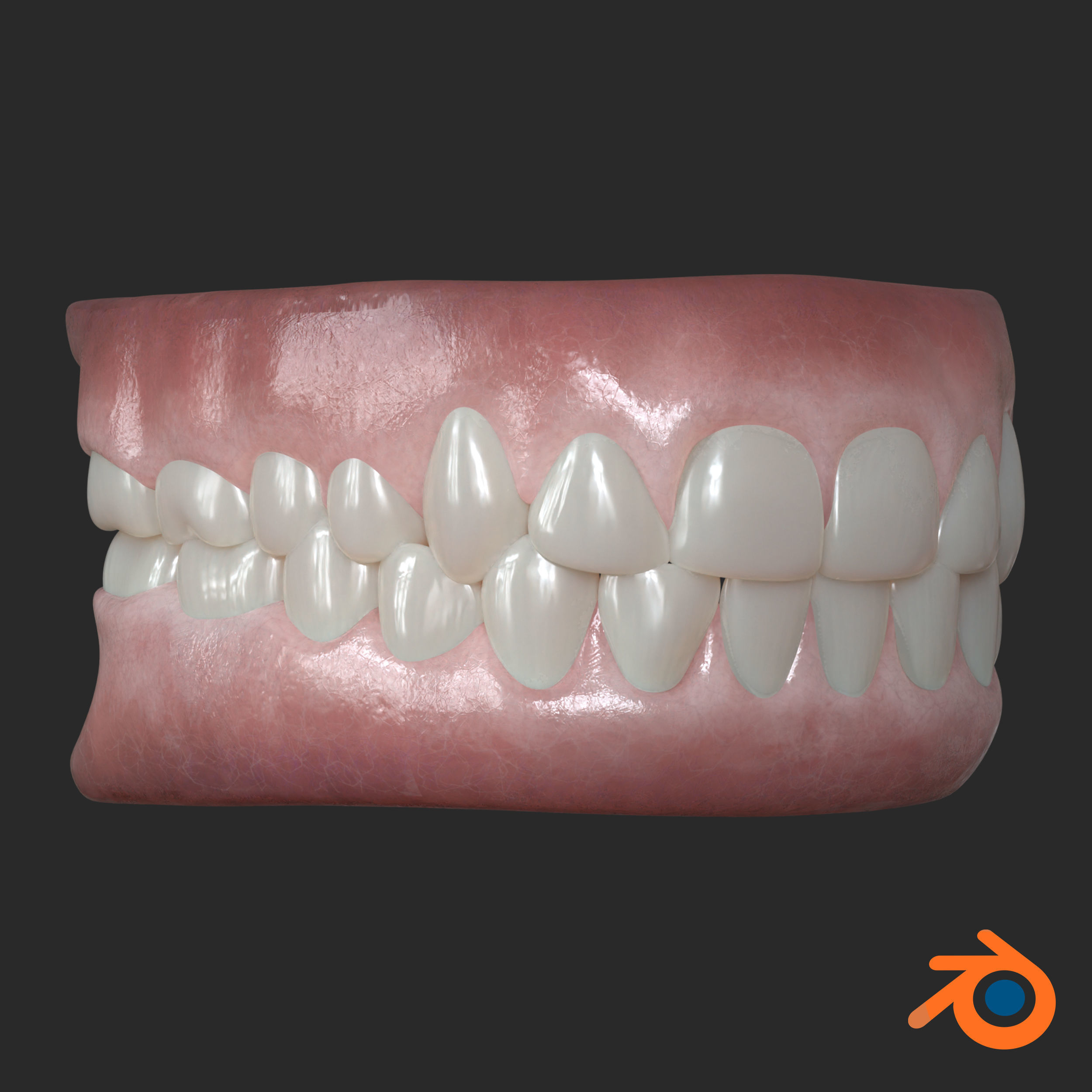 Human Gum and Teeth Low-poly 3D model_4