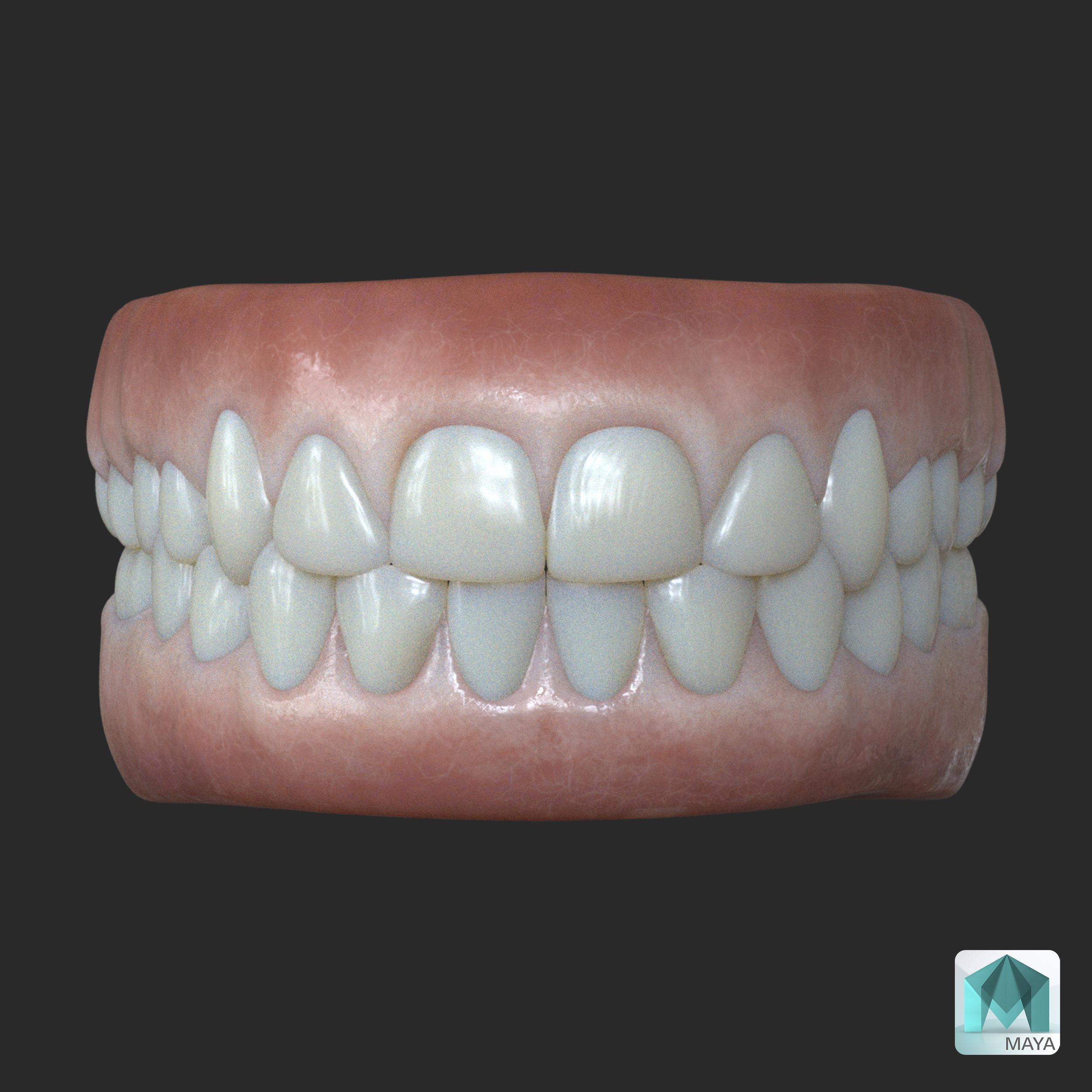Human Gum and Teeth Low-poly 3D model_5
