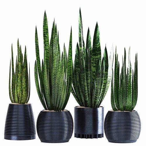 indoor plant set017 3D model