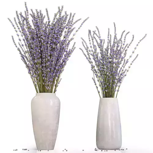 Dry flowers 11 lavender