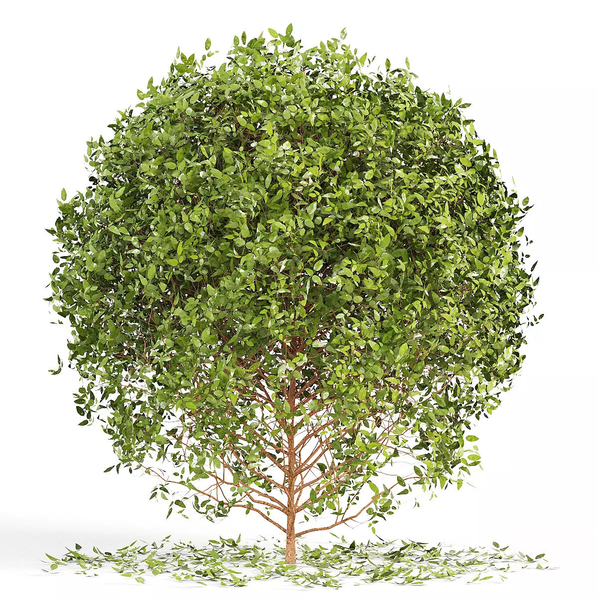 Ligustrum ovalifolium tree 3D model