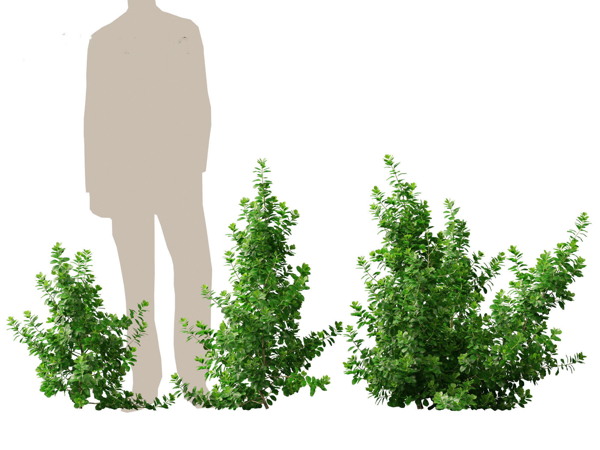 Coprosma repens - New Zealand laurel 3D model_4