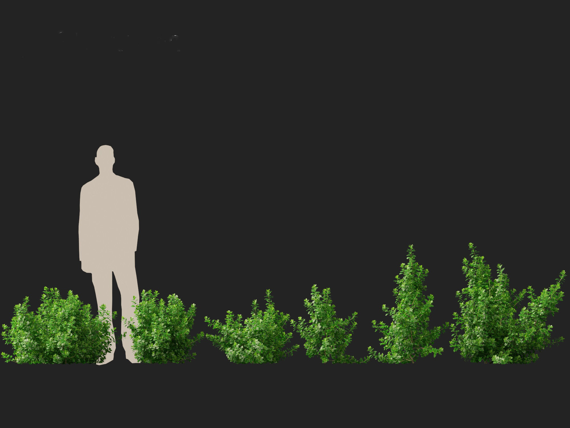 Coprosma repens - New Zealand laurel 3D model_1