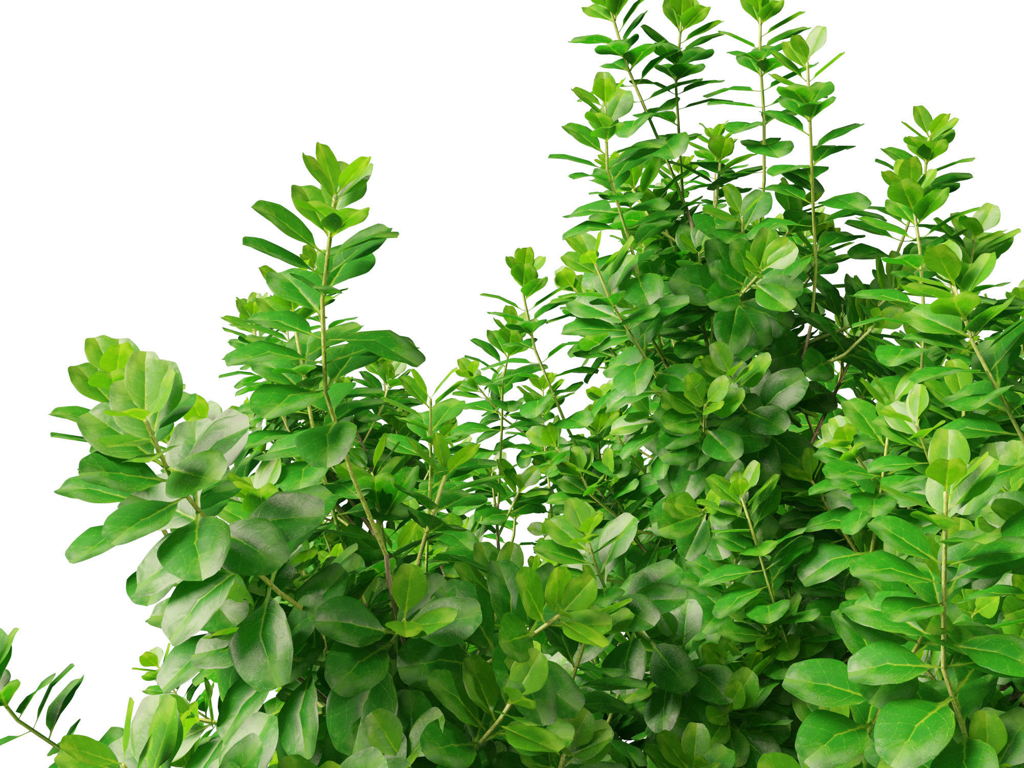 Coprosma repens - New Zealand laurel 3D model_6