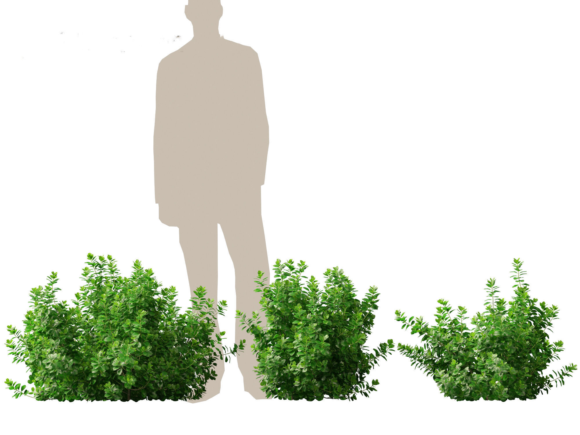 Coprosma repens - New Zealand laurel 3D model_2