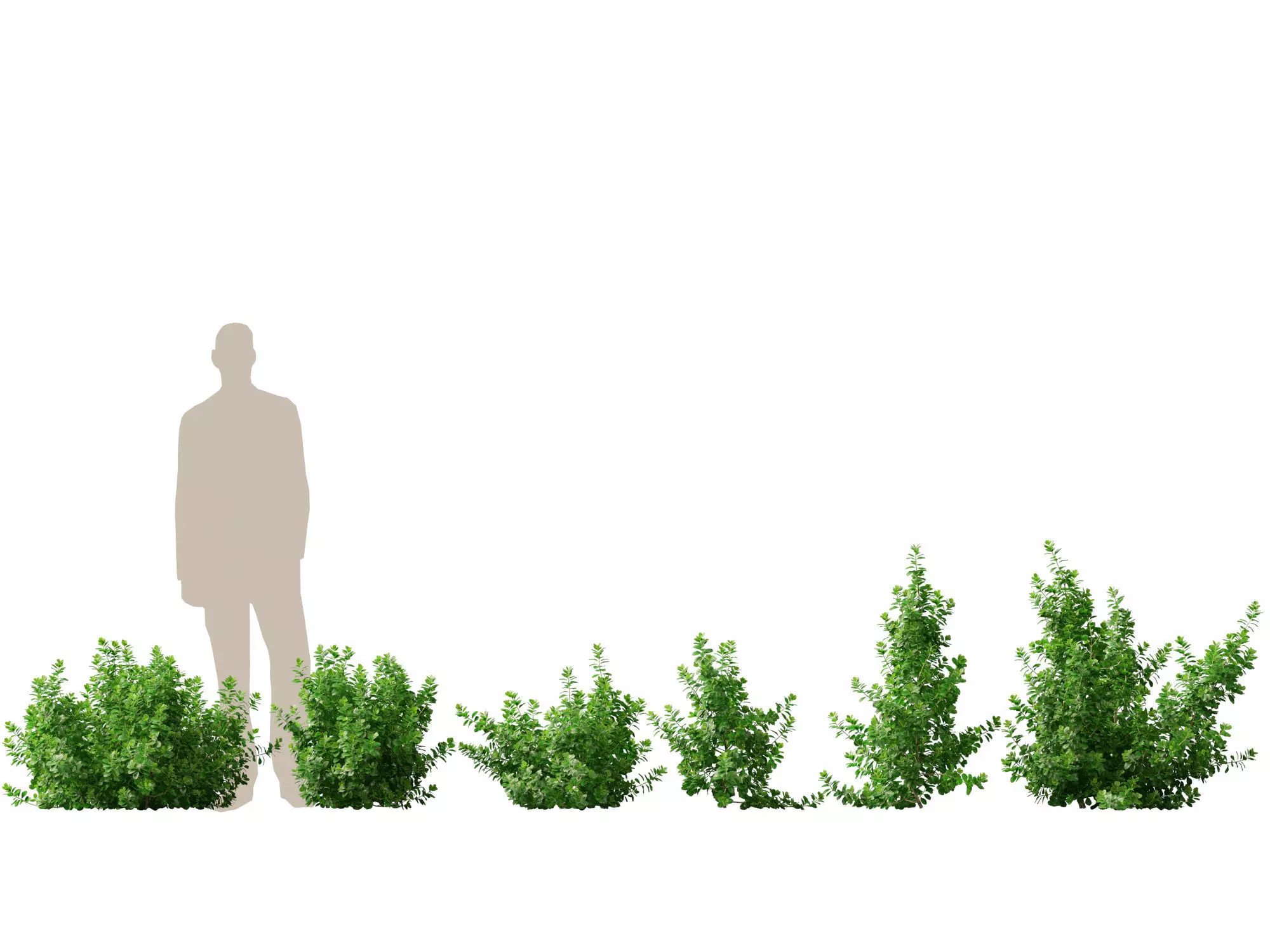 Coprosma repens - New Zealand laurel 3D model_0