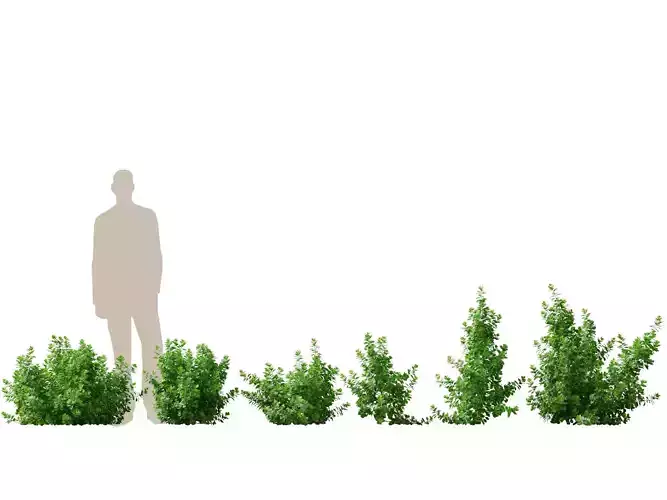 Coprosma repens - New Zealand laurel 3D model