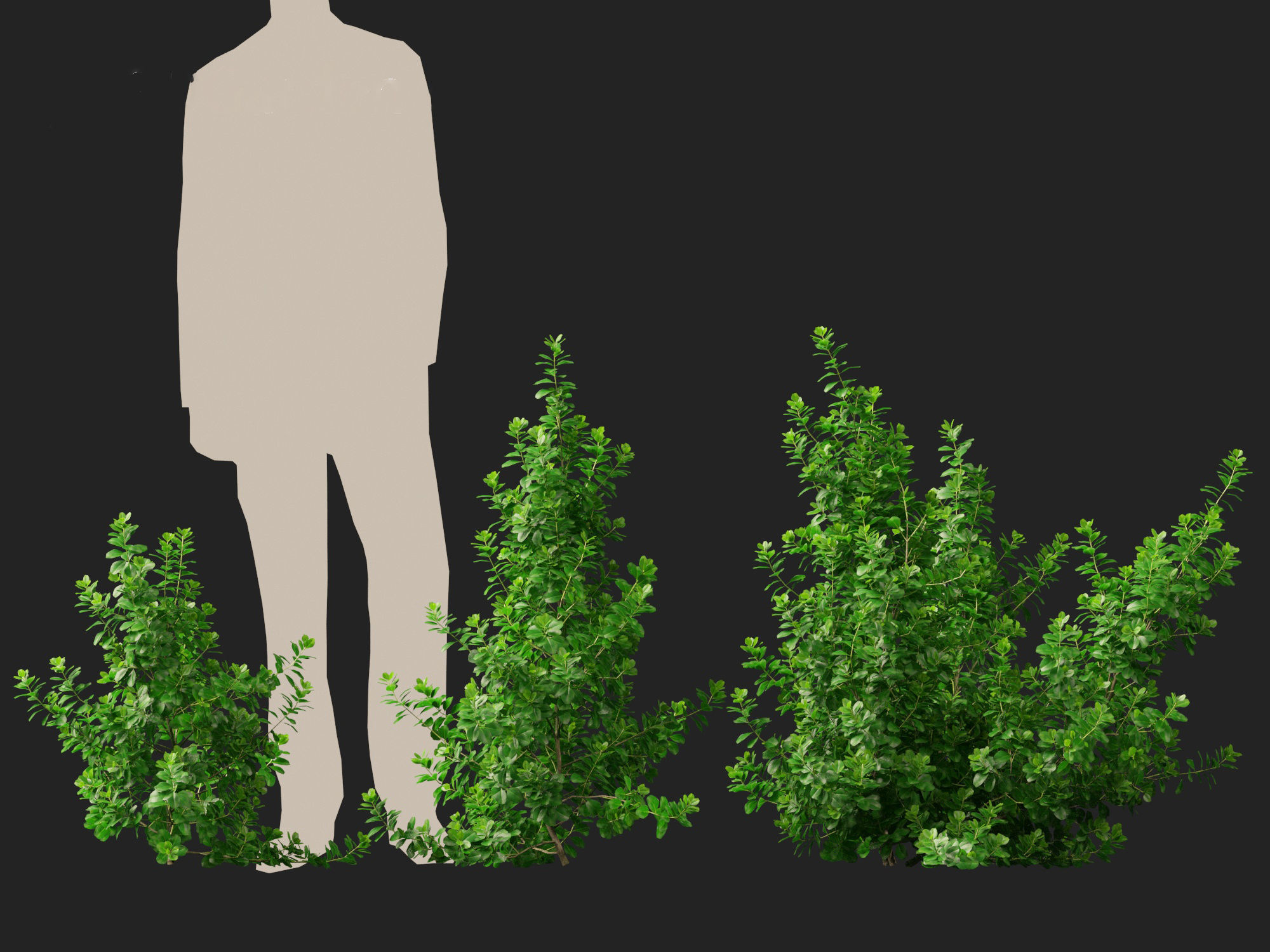 Coprosma repens - New Zealand laurel 3D model_5